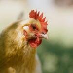 Hen illustrating California cage-free egg rules and the federal legal challenge