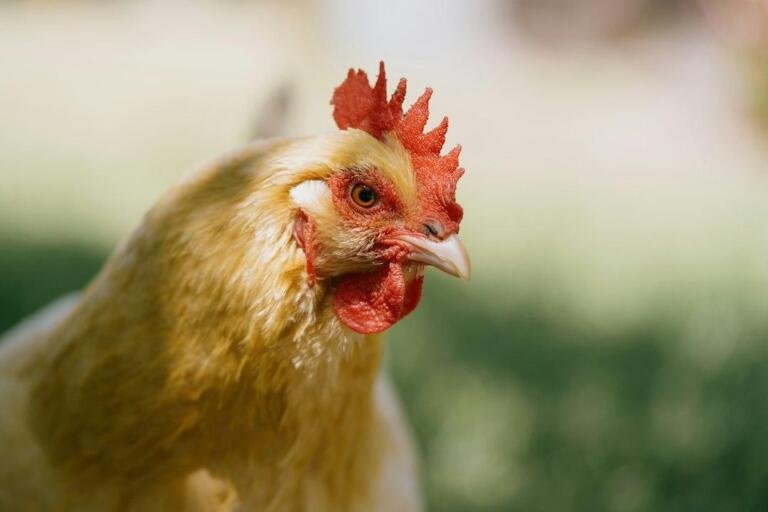 Hen illustrating California cage-free egg rules and the federal legal challenge
