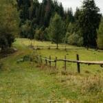 Illustrative fence and tree image for Kansas 133-tree property boundary dispute Deal v Black