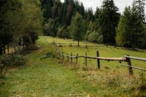 Illustrative fence and tree image for Kansas 133-tree property boundary dispute Deal v Black
