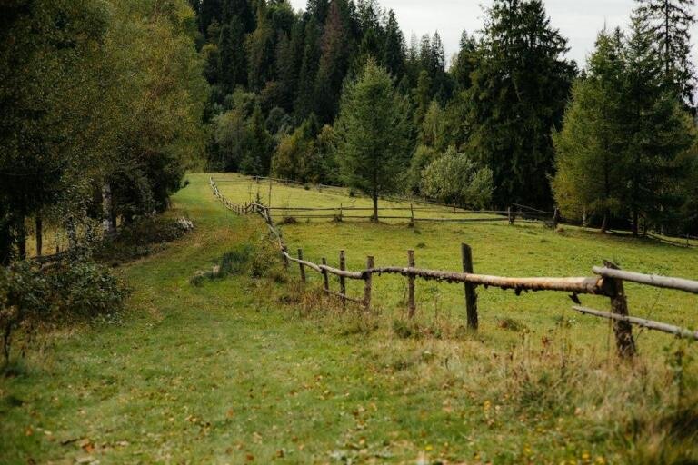 Illustrative fence and tree image for Kansas 133-tree property boundary dispute Deal v Black